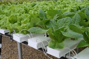 Agricultura hidropónica una técnica innovadora y prometedora.