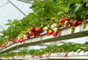 Cultivo de plantas de fresa a través de la técnica de la agricultura hidropónica.