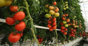 Cultivo de plantas de tomate a través de la técnica de la agricultura hidropónica.