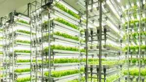 La agricultura vertical es un método innovador prometedor para el futuro agrícola.