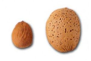 Árbol almendro: Marcona.