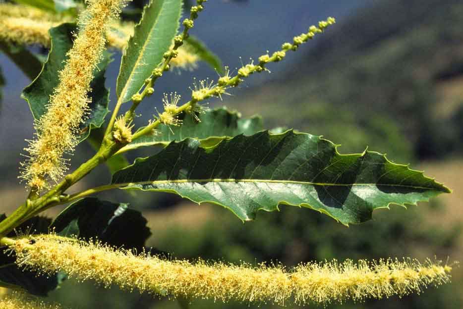 Árbol castaño: La guía de cultivo del árbol castaño más completa