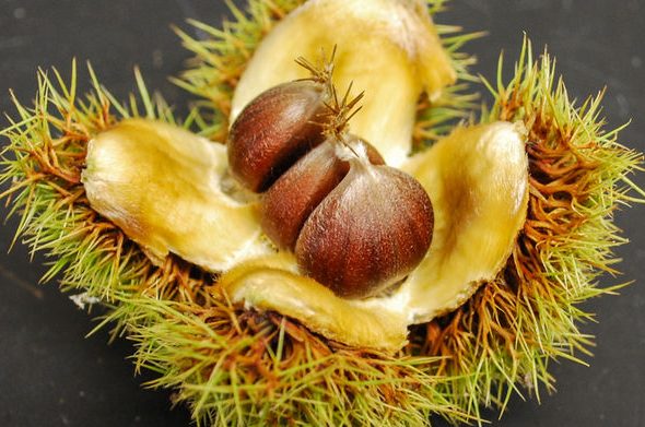 Árbol castaño: La guía de cultivo del árbol castaño más completa