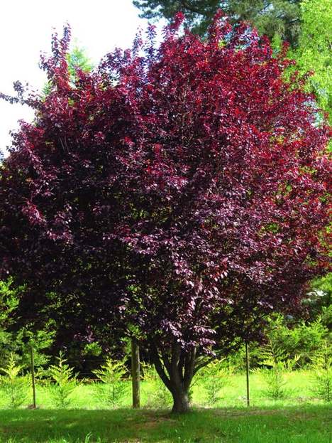Árbol de ciruelo: La mejor guía de cultivo del árbol de ciruelo