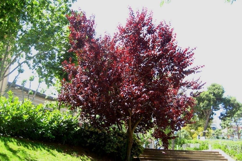 Árbol de ciruelo: La mejor guía de cultivo del árbol de ciruelo