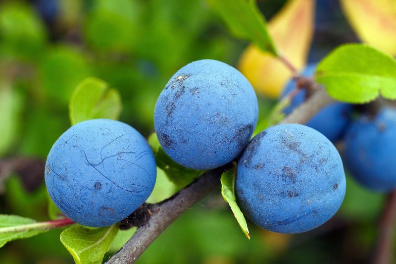 Árbol de ciruelo: La mejor guía de cultivo del árbol de ciruelo
