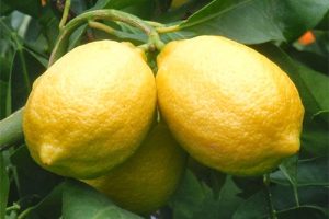 Árbol limonero: Lisboa.