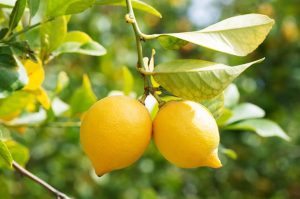 Árbol limonero: Genova.