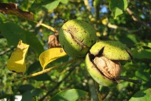 Árbol nogal: Juglans regia (Nogal Común)