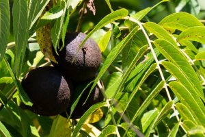 Árbol nogal: Juglans nigra (Nogal Negro)