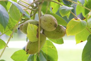 Árbol nogal: Juglans cinerea (Nogal Cenizo)