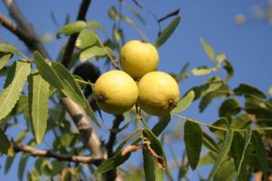 Árbol nogal: Juglans hindsii (Nogal de California)