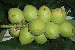 Árbol nogal: Juglans ailantifolia (Nogal Japonés)