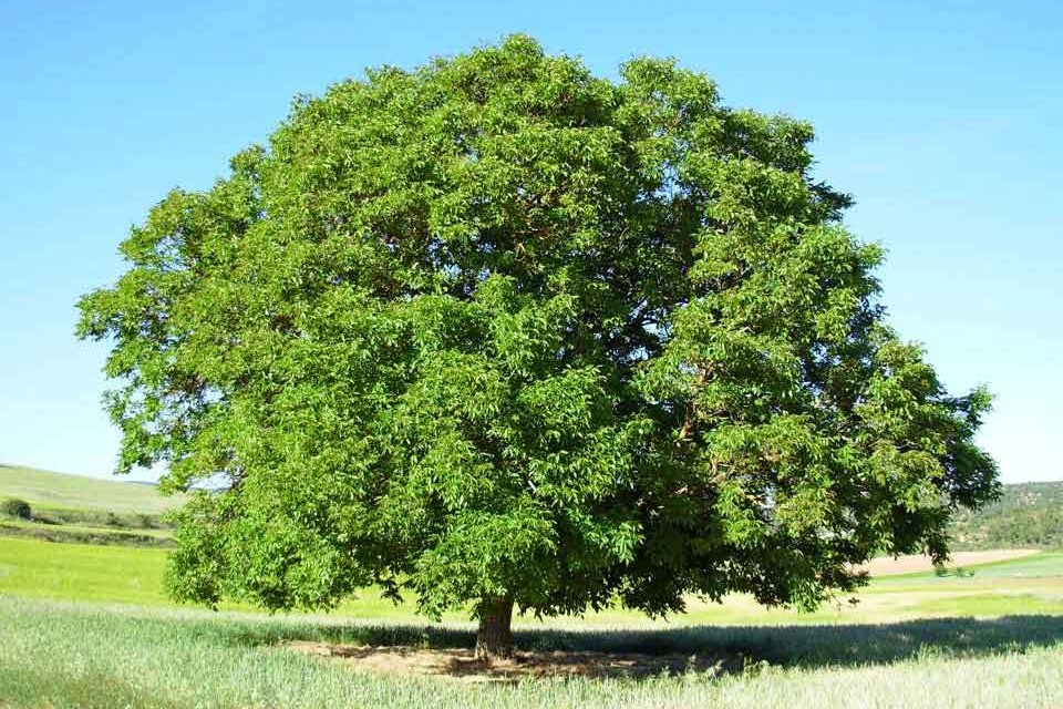 Árbol nogal: La mejor guía de cultivo del árbol nogal