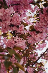 Los cerezos con sus frutos y su deslumbrante belleza son una excelente opción entre los diversos árboles ornamentales.