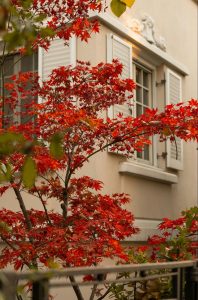 Árboles para frente de casas (Arce)