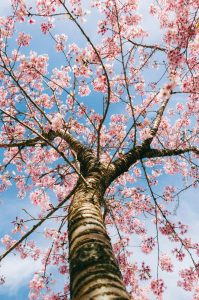 Árboles para frente de casas con flores