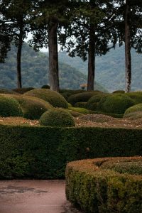 Arbustos para cercos crecimiento rápido.