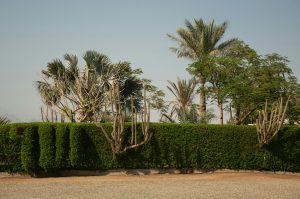 Arbustos para cercos crecimiento rápido