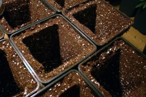 Cómo realizar esquejes: Hacer adecuadamente un trasplante a macetas más grandes para un desarrollo optimo de los esquejes.