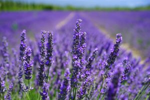 La lavanda es una planta aromática que puede servir como control orgánico para pulgones y ácaros.