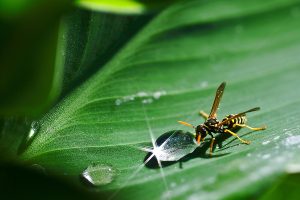 Las avispas parasitarias son grandes aliadas en el control orgánico para pulgones y ácaros.