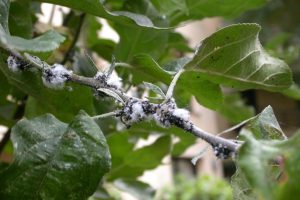El jabón potásico es una gran opción como alternativa en el control orgánico para pulgones y ácaros.