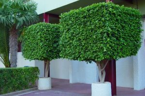 Cuáles son los diferentes tipos de poda: Poda de ramas.