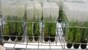 Cultivo in vitro como herramienta de investigacion.