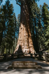 El árbol más grande del mundo denominado "General Sherman" es un ejemplar de sequoya gigante ubicado en el Sequoia National Park.