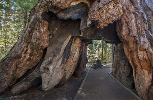 Secuoya gigante, el árbol más grande del mundo.