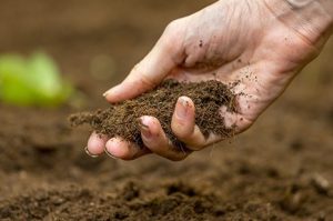 Fertilización orgánica: Aplicación adecuada de la fertilización orgánica.