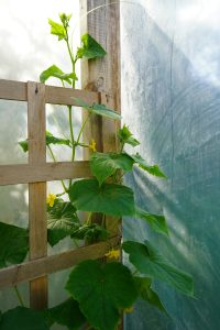 Mur vegetal casero, una alternativa de la jardinería vertical.