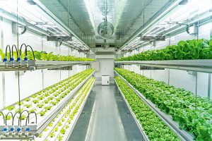 Sistemas hidropónicos como una opción a la jardinería vertical.