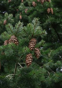 Pinos de Navidad naturales, una opción excelente y respetuosa con el medio ambiente a la hora de realizar las decoraciones festivas.