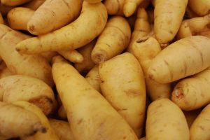 Planta de papa: Fingerling.