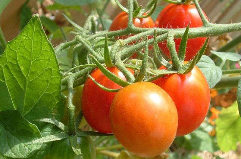 Planta de tomate: La mejor guía de cultivo de la planta de tomate