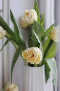 Elección de plantas de interior adecuadas.