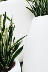 La planta sansevieria es una gran alternativa dentro de las opciones sobre plantas de interior de poca luz.