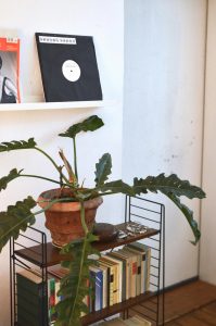 La planta filodendro es una gran alternativa dentro de las opciones sobre plantas de interior de poca luz.