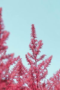 La planta astilbe es una excelente opción disponible en lo que respecta a las plantas de sombre exterior.