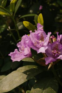 La planta rododendro es una excelente opción disponible en lo que respecta a las plantas de sombre exterior.