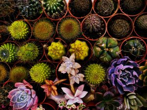 Gran diversidad disponible de plantas ornamentales.