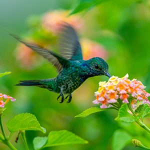 Plantas con nectar para colibríes.