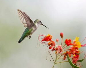 Elección de la variedad de plantas para colibríes adecuada.