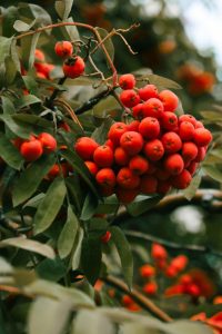 El acebo es una gran alternativa dentro de las plantas resistentes de exterior.