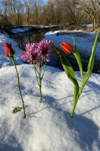 Los tulipanes son una gran alternativa dentro de las plantas resistentes de exterior.