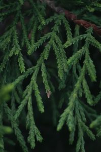 Tipos de hojas de árboles escamosas.