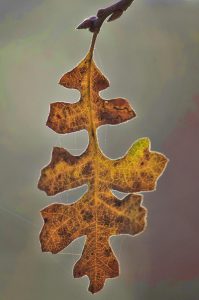 Tipos de hojas de árboles simples: Ejemplo la hoja del árbol roble.