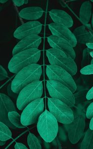 Tipos de hojas de árboles elípticas.